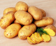 NEW! Agria Potatoes