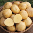 NEW! Yukon Gem Potato